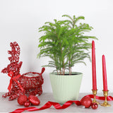 Norfolk Island Pine -  Live Plant