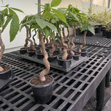 Money Tree - 4.33" Live Plant