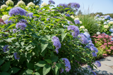Caryopteris Emerald Crest