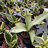 Bird's Nest Snake Plant - Live Plant - Assorted Varieties
