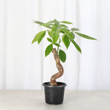 Money Tree - 4.33" Live Plant