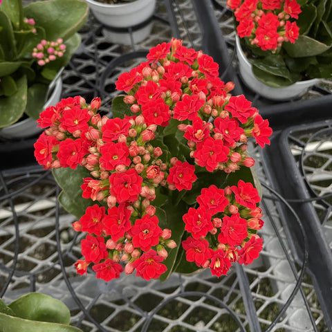 calandiva plant indoor Kalanchoe_Flowering Calandiva - 5" Live Plant