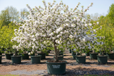 Sugar Tyme Crabapple