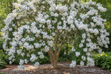 Lagerstroemia Crapemyrtle 'Acoma®' (Medium)