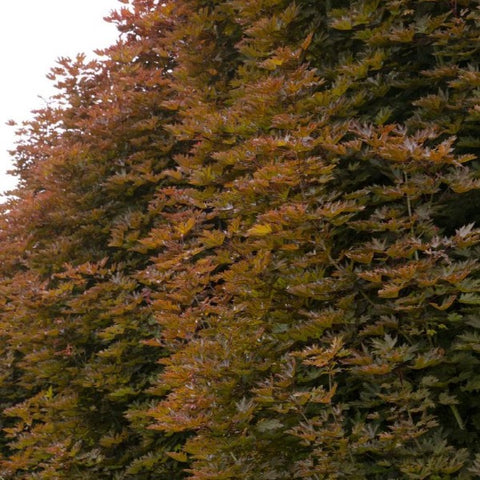 Acer platanoides 'Crimson King' Maple Tree