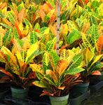 Croton Petra