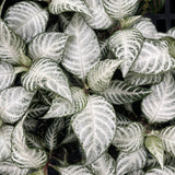 Snow White Zebra Plant