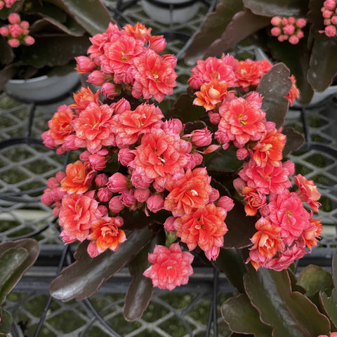 calandiva succulent plant Kalanchoe_Flowering Calandiva - 5" Live Plant