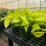 Neon Pothos Plant
