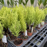 Lemon Cypress Tree - Live Plant