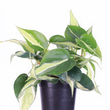 Silver Stripe Philodendron