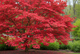 Ragin' Red Dogwood