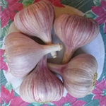 Duganski Garlic Large Bulb 2-2 3/8_per lb.