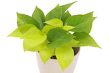 Neon Pothos Plant