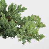 Juniper Plant _ 4.3" pot