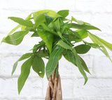 Money Tree - 4.33" Live Plant