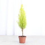 Lemon Cypress Tree - Live Plant