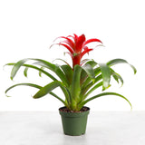 Bromeliad Guzmania - Assorted