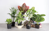 Grower's Choice_Houseplant Assortment
