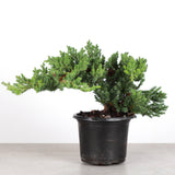 Juniper Plant _ 4.3" pot
