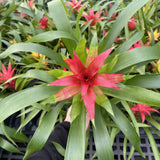 Bromeliad Guzmania - Assorted