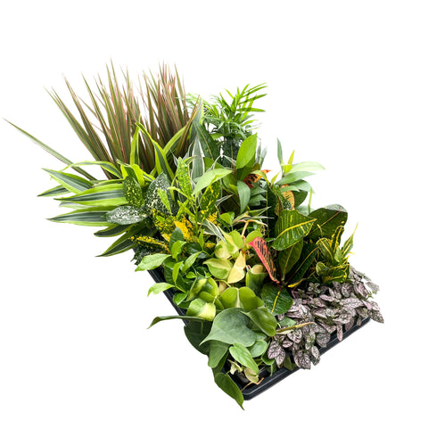 Grower's Choice_Houseplant Assortment