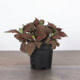 Red Fittonia Nerve Plant - Live Plant