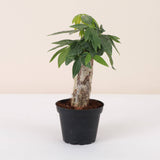 Money Tree - 4.33" Live Plant