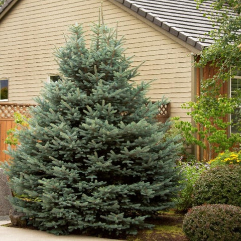 Picea 'Fat Albert' Spruce Tree