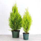 Lemon Cypress Tree - Live Plant