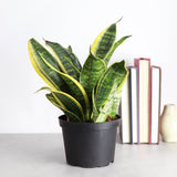 Snake 'Laurentii', Variegated Snake Plant