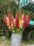 Gladiolus Glamini Mixed