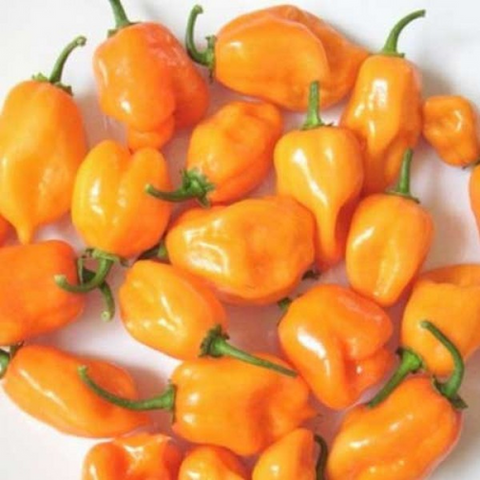 Pepper Habanaro Orange