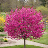 Hearts A'fire Redbud