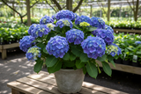 Hydrangea Bush