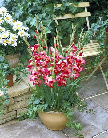 Gladiolus Glamini Tina