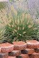 Grass Pennisetum Dwarf Fountain Hameln