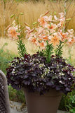 Oxalis Triangularis