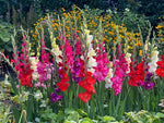 Gladiolus Glamini Mixed