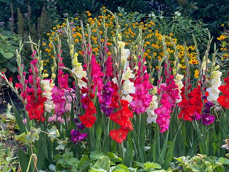 Gladiolus Glamini Mixed