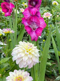 Gladiolus Glamini Kim