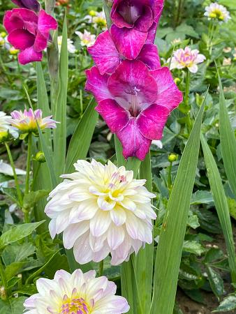 Gladiolus Glamini Kim