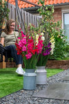 Gladiolus Glamini Mixed