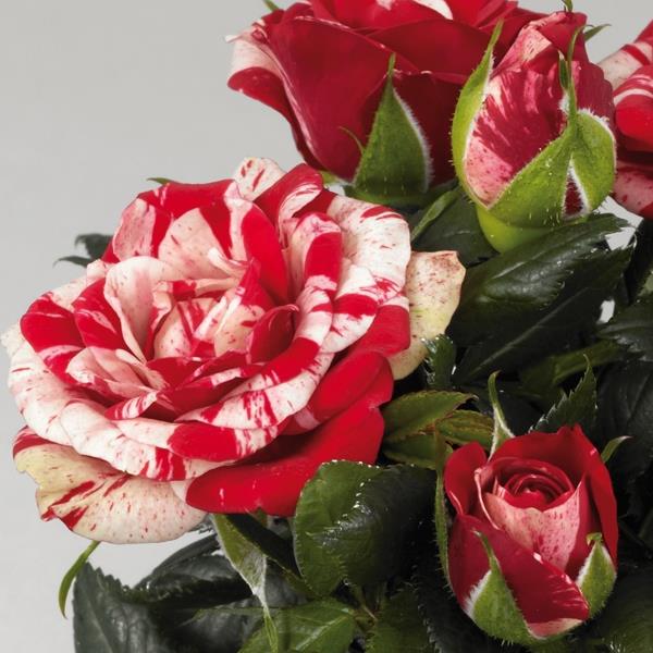 Miniature Rose Parade Gigi – Prairie Blossom Nursery