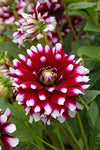 Dahlia Verdi Glory