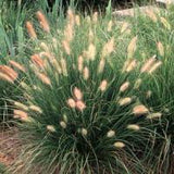 Grass Pennisetum Dwarf Fountain Hameln