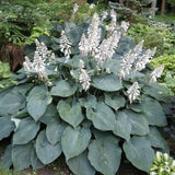 Hosta 'Blue Angel' (Plantain Lily)