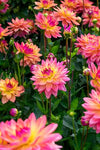 Dahlia Dora