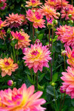 Dahlia Dora