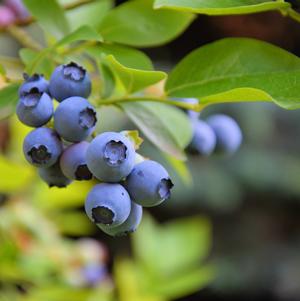 Vaccinium corymbosum 'Sweetheart' Blueberry Bush